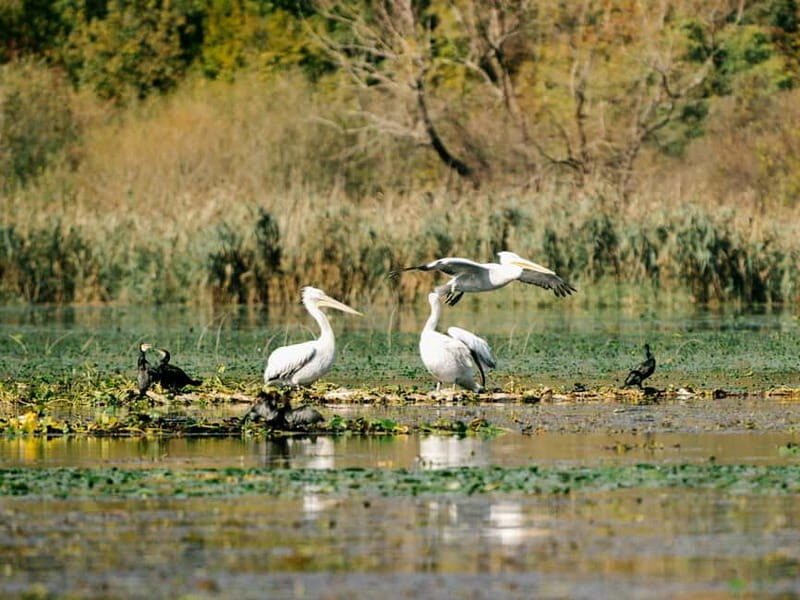 Lake Skadar: Early-morning Birdwatching and Photography Tour - Final Thoughts