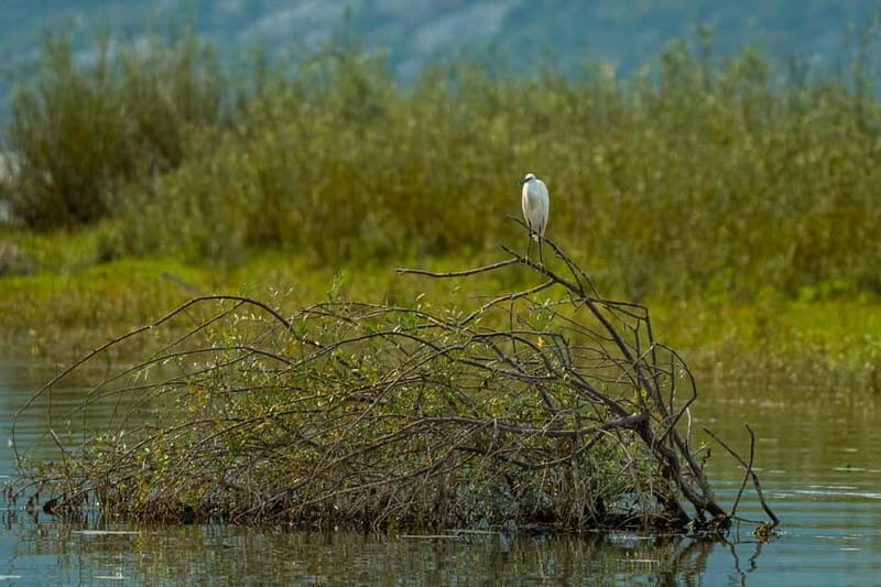 Lake Skadar: Early-morning Birdwatching and Photography Tour - FAQ