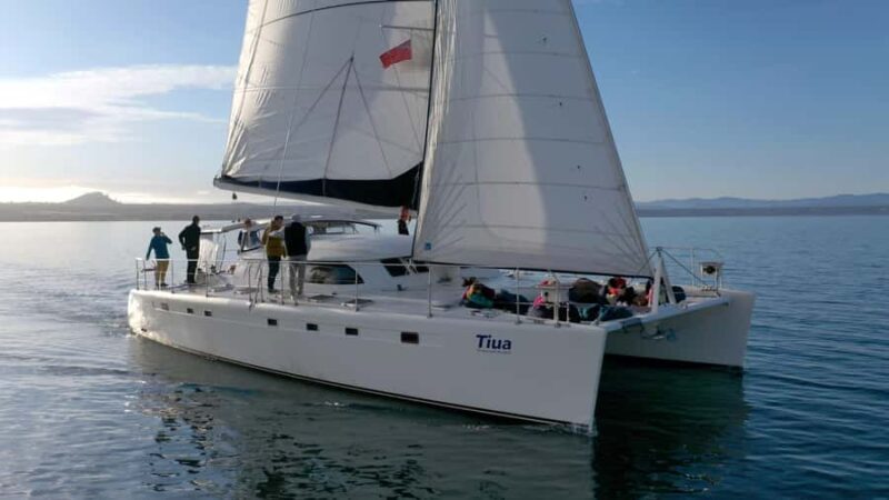 Lake Taupo: Luxury Sailing Catamaran to Mori Rock Carvings - The Real Value of This Experience
