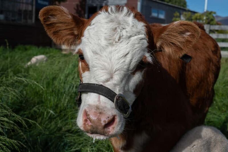 Lake Tekapo: Guided Petting Zoo Visit - The Sum Up