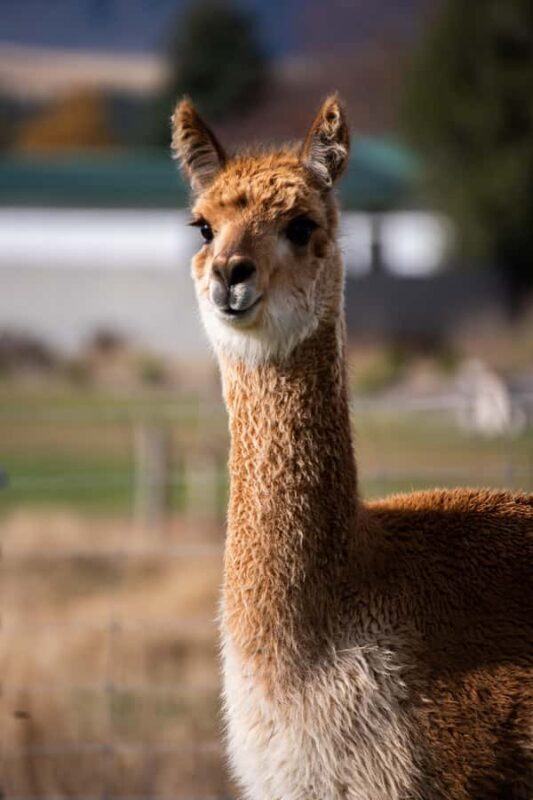 Lake Tekapo: Guided Petting Zoo Visit - FAQ
