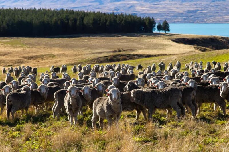 Lake Tekapo High Country Farm Tour (Carbon Positive) - Review Insights and Practical Notes