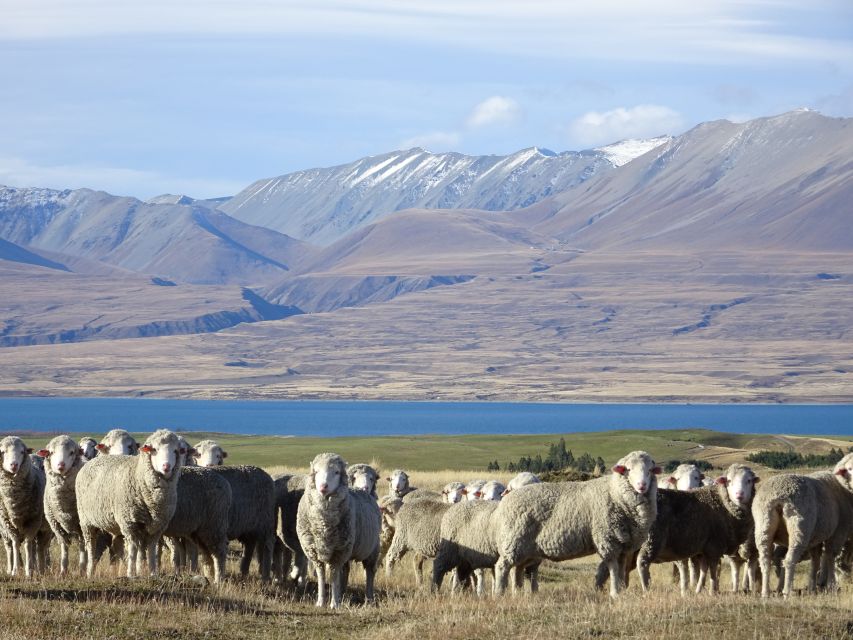 Lake Tekapo Scenic 4WD Cass Valley Wilderness Tour - Booking Information
