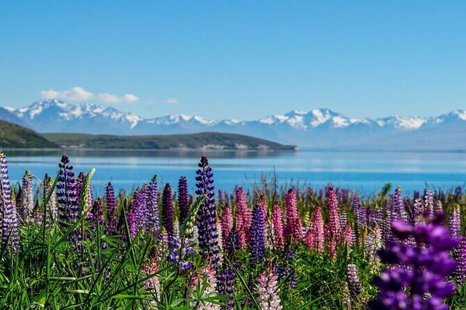 Lake Tekapo to Mt Cook One-Way Small Group Tour - Lake Tekapo to Mt Cook One-Way Small Group Tour: A Practical Guide