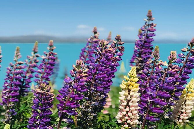 Lake Tekapo to Mt Cook One-Way Small Group Tour - Key Points