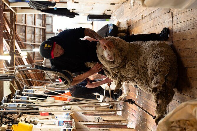 Lake Tekapo Ultimate Stargazing Experience - Practical Tips for Attendees