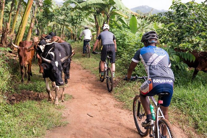 Lake Victoria Island Cycling Tour From Kampala - Highlights of the Cycling Experience