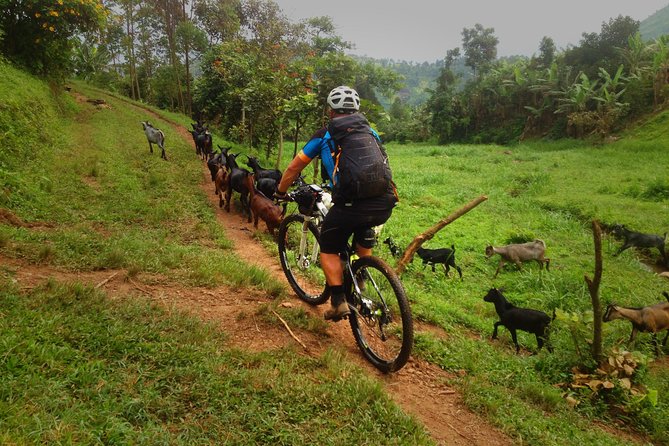 Lake Victoria Island Cycling Tour From Kampala - Important Tour Information