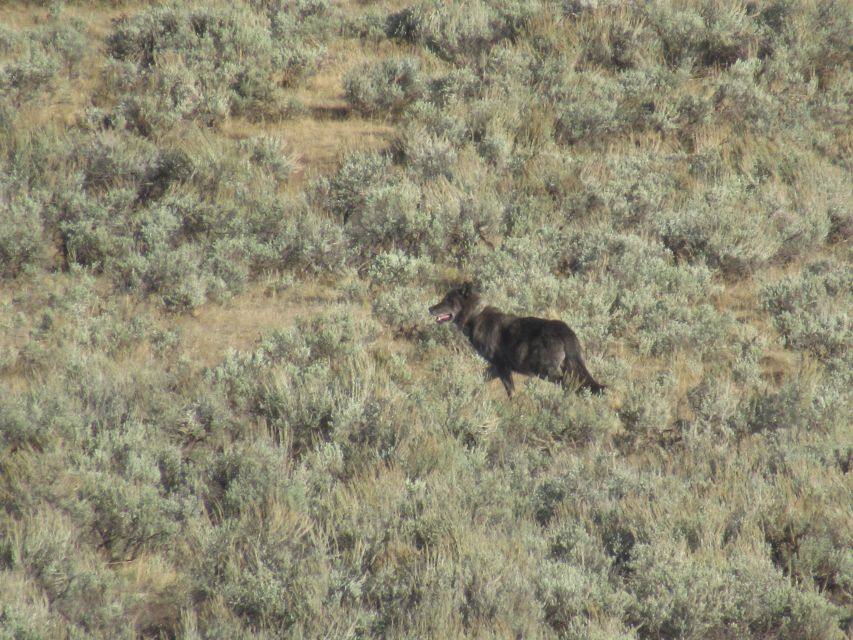Lamar Valley: Safari Hiking Tour With Lunch - Cancellation Policy and Booking