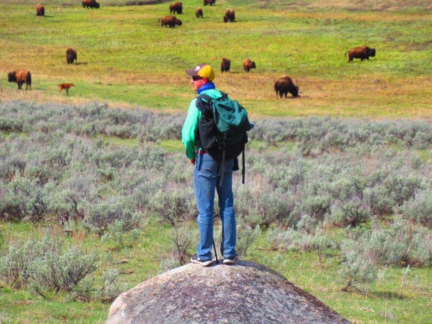 Lamar Valley: Safari Hiking Tour With Lunch - Spotting Wildlife in Lamar Valley