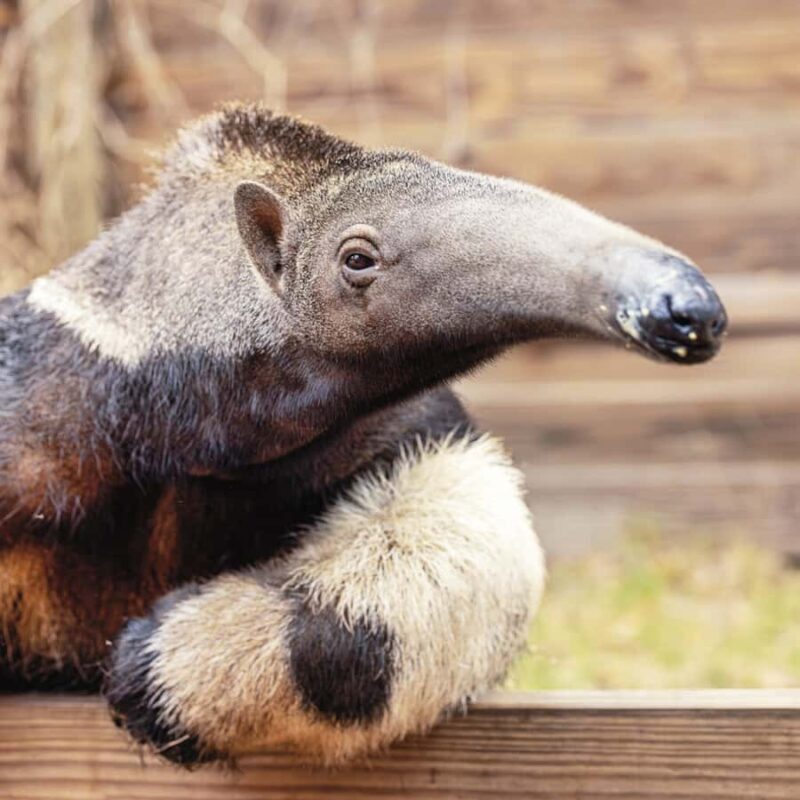Lamont: Anteater Encounter at North Florida Wildlife Center - Key Points