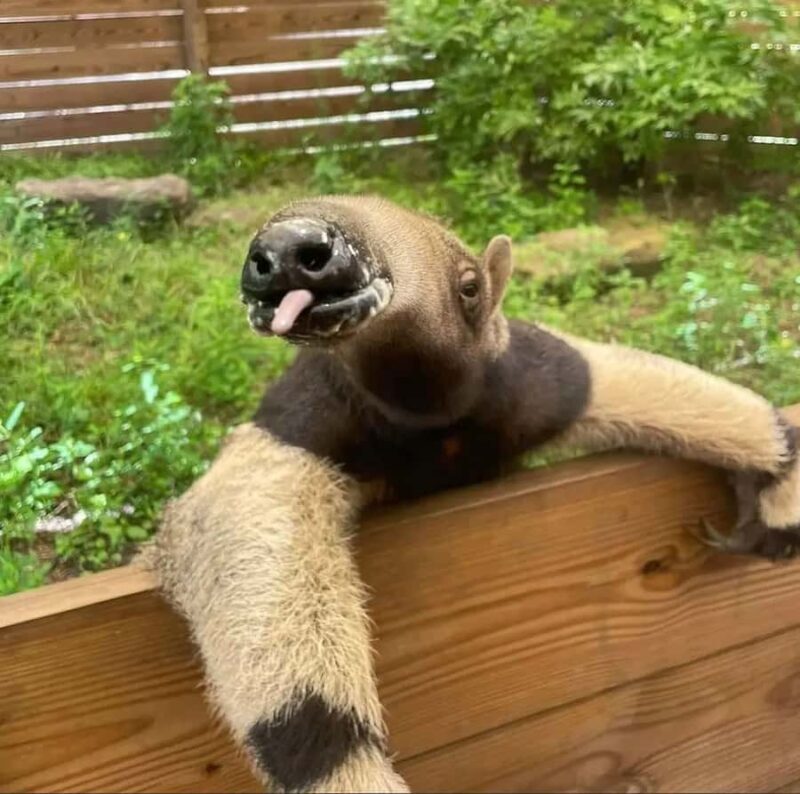 Lamont: Anteater Encounter at North Florida Wildlife Center - Why This Tour Offers Great Value