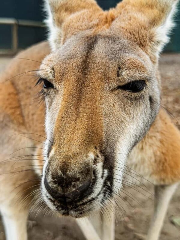 Lamont: Kangaroo Encounter at North Florida Wildlife Center - What You Can Expect from the Kangaroo Encounter
