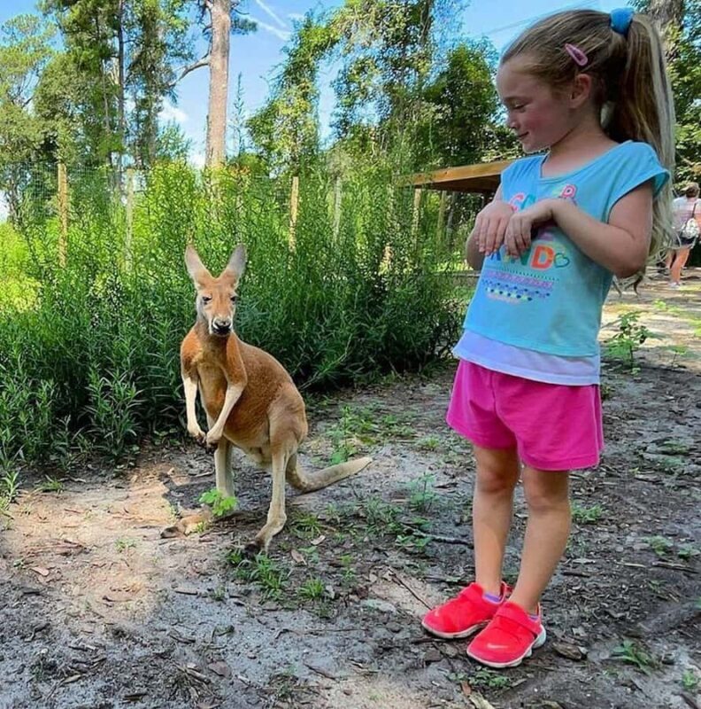 Lamont: Kangaroo Encounter at North Florida Wildlife Center - The Itinerary and Practical Details
