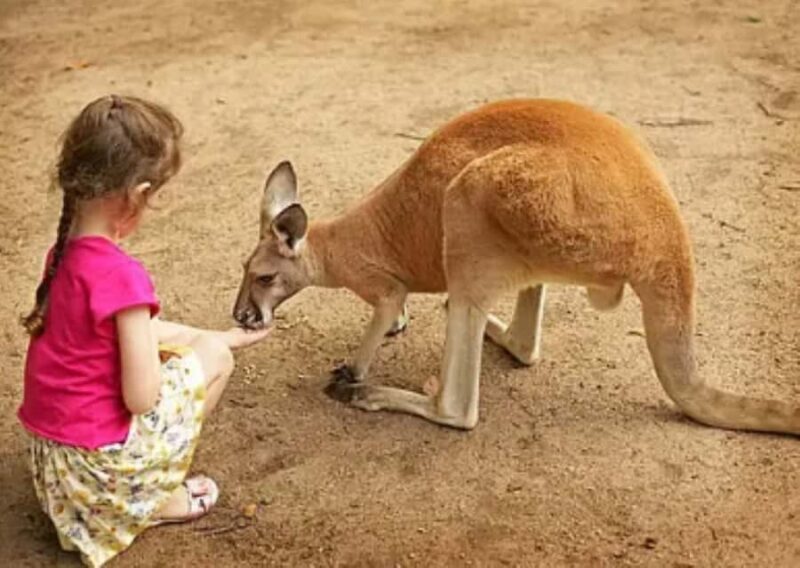 Lamont: Kangaroo Encounter at North Florida Wildlife Center - Who Should Consider This Experience?
