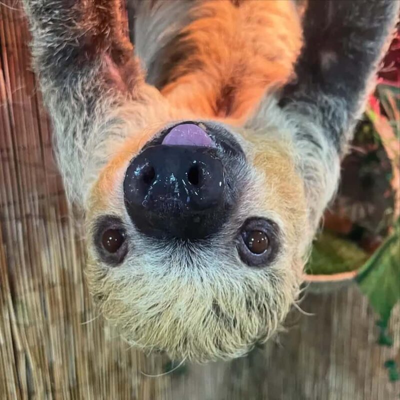 Lamont: Sloth Encounter at North Florida Wildlife Center - Final Thoughts on Value and Authenticity  
