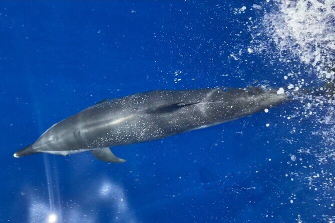 Lana'i Snorkel And Dolphin Quest with Maui Turtle Spot Tour - Discovering Lana’i Snorkel and Dolphin Quest with Maui Turtle Spot Tour