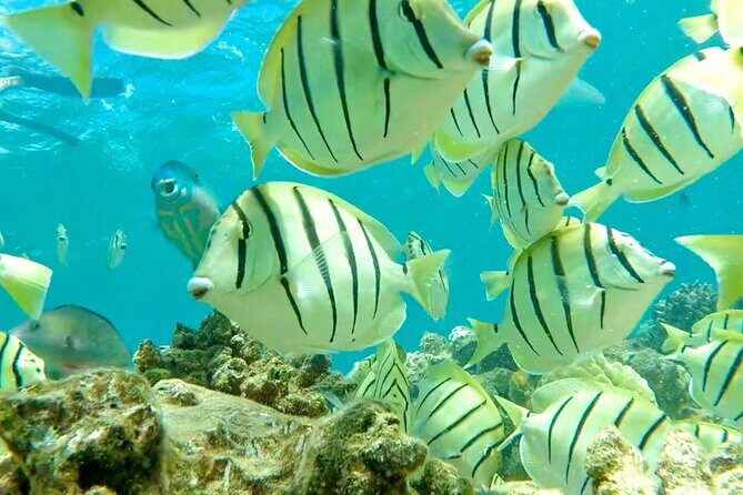 Lana'i Snorkel And Dolphin Quest with Maui Turtle Spot Tour - Final Thoughts