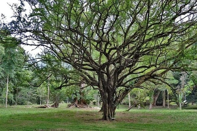 Lancetilla Botanical Garden From San Pedro Sula - Guided Tour Highlights
