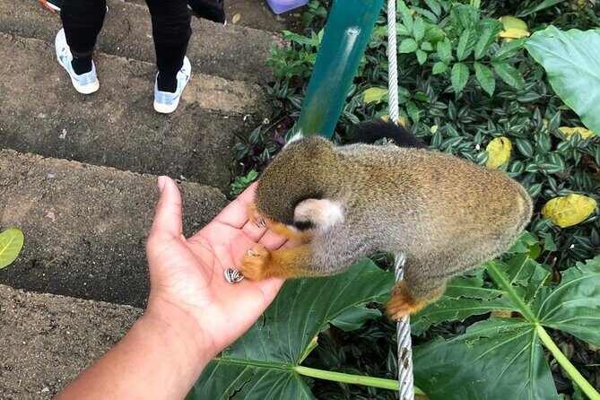 land of monkeys and silver port city tour - Overall Experience and Value