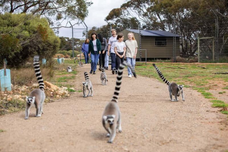 Land of the Lemurs Experience & a Day at Monarto Safari Park - Key Points