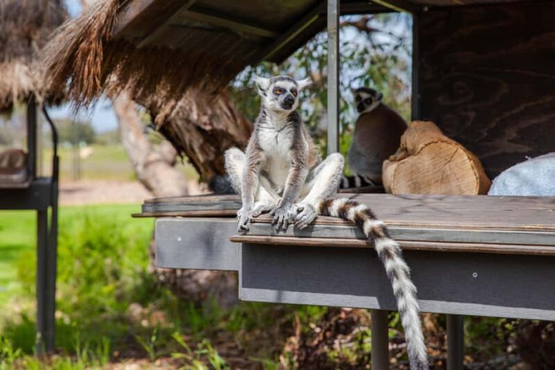 Land of the Lemurs Experience & a Day at Monarto Safari Park - How Does This Tour Compare in Value?