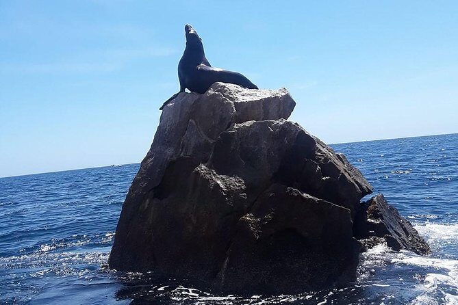 Land's End & Snorkel Tour in a Glass Bottom Boat (VisitA Cabo) - Final Thoughts