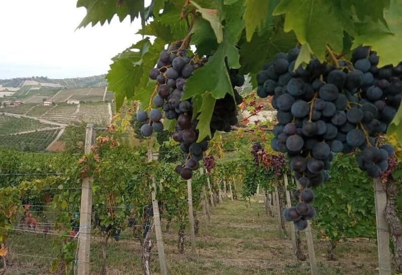 Langhe: grape seasons. Winery and vineyard tour with tasting - Key Points