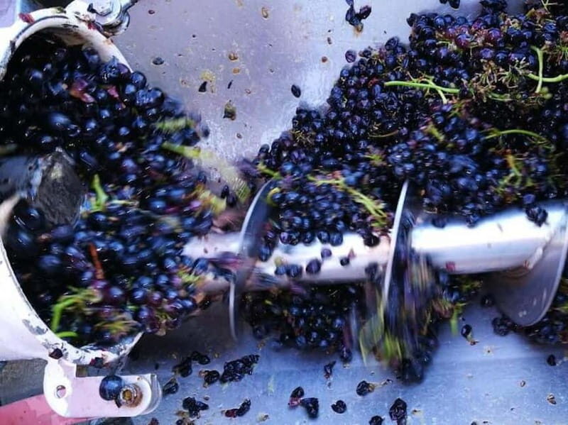 Langhe: grape seasons. Winery and vineyard tour with tasting - The Itinerary: What to Expect from Vine to Glass
