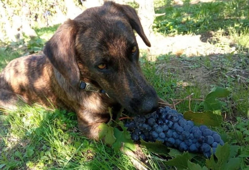 Langhe: grape seasons. Winery and vineyard tour with tasting - FAQs