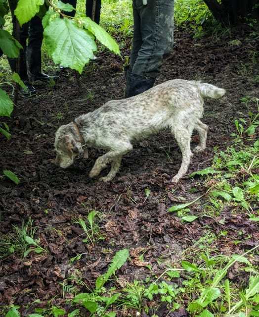 Langhe: Truffle Hunt and Wine-Tasting in a Cellar - Introduction