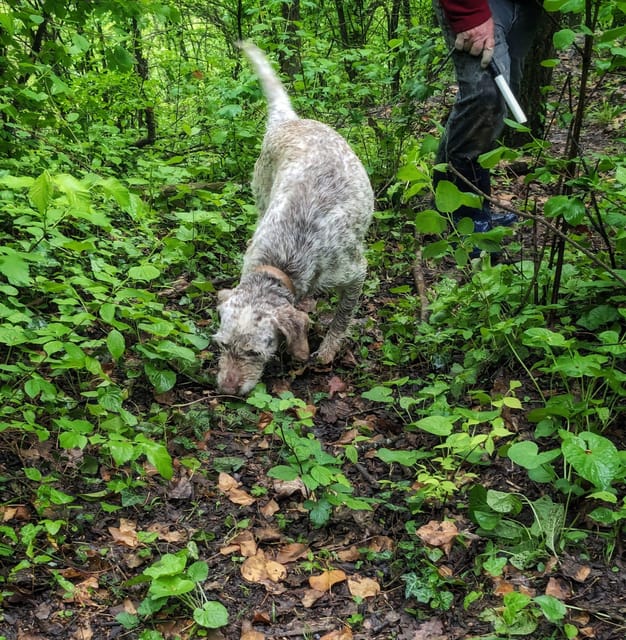 Langhe: Truffle Hunt and Wine-Tasting in a Cellar - The Breakdown of the Experience