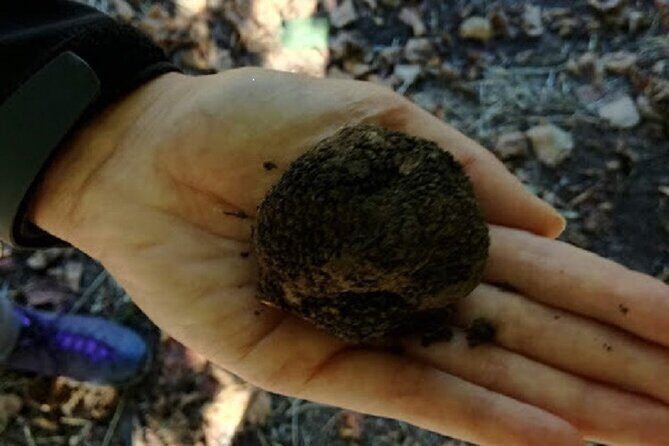 Langhe Truffle hunting Experience - What Makes the Langhe Truffle Hunting Experience Stand Out?