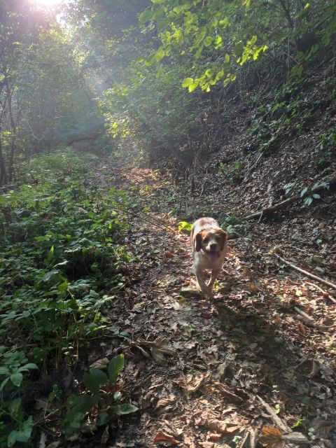 Langhe: Truffle Hunting Experience - Discovering Traditional Truffle Hunting Techniques