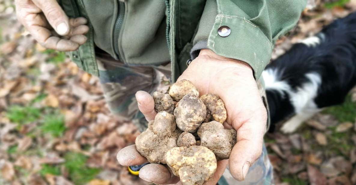 Langhe: Truffle Hunting Experience - Searching for White or Black Truffles