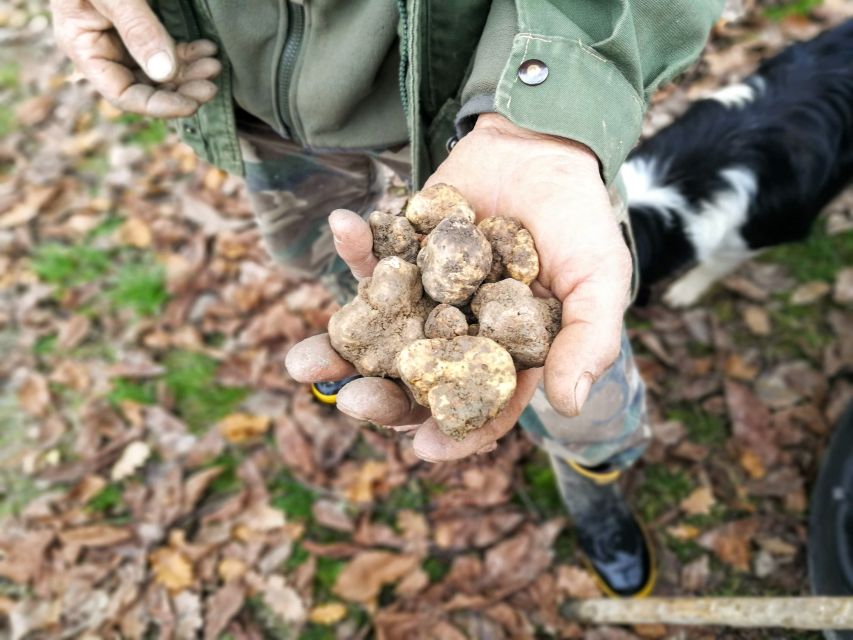 Langhe: Truffle Hunting Experience - Opportunity to Purchase Truffles