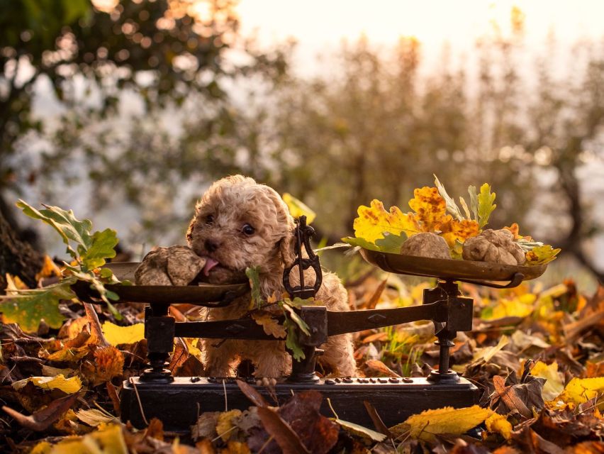 Langhe: Truffle Hunting Tour at Sunset - Key Points