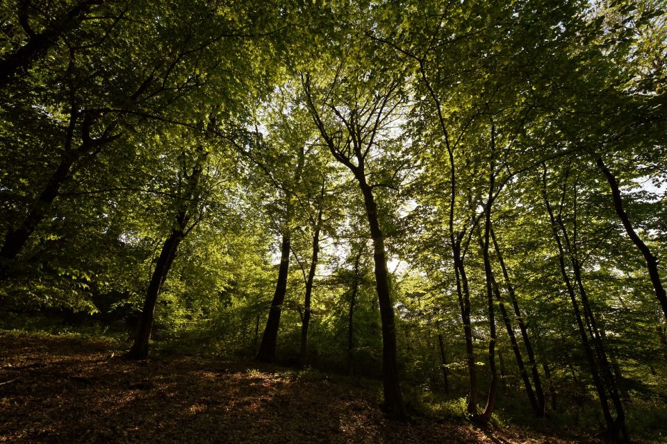 Langhe: Truffle Hunting Tour - Reserving Your Truffle Hunting Adventure