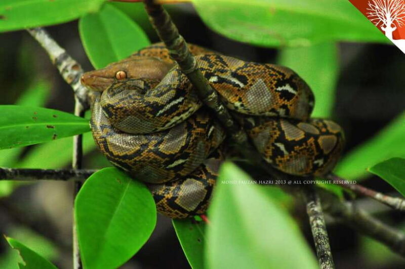 Langkawi: 6-Hour Kilim Mangrove Boat Tour w/ Lunch & Pickup - What Travelers Are Saying