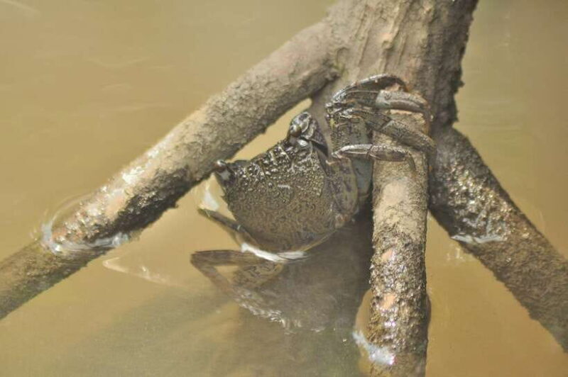 Langkawi: 6-Hour Kilim Mangrove Boat Tour w/ Lunch & Pickup - Who Should Consider This Tour?