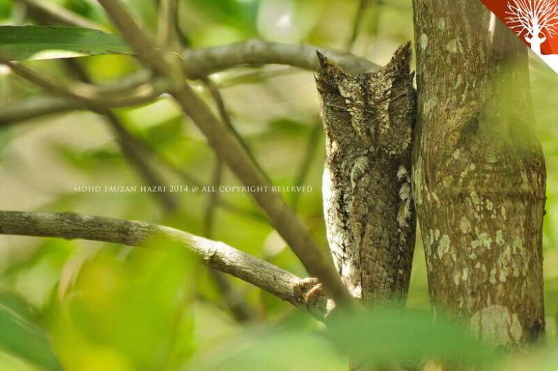 Langkawi: 6-Hour Kilim Mangrove Boat Tour w/ Lunch & Pickup - The Sum Up