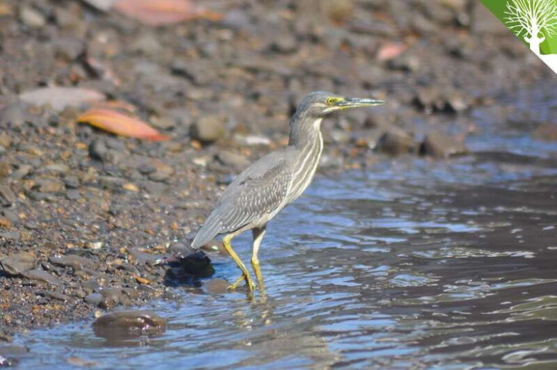 Langkawi: 6-Hour Kilim Mangrove Boat Tour w/ Lunch & Pickup - FAQ