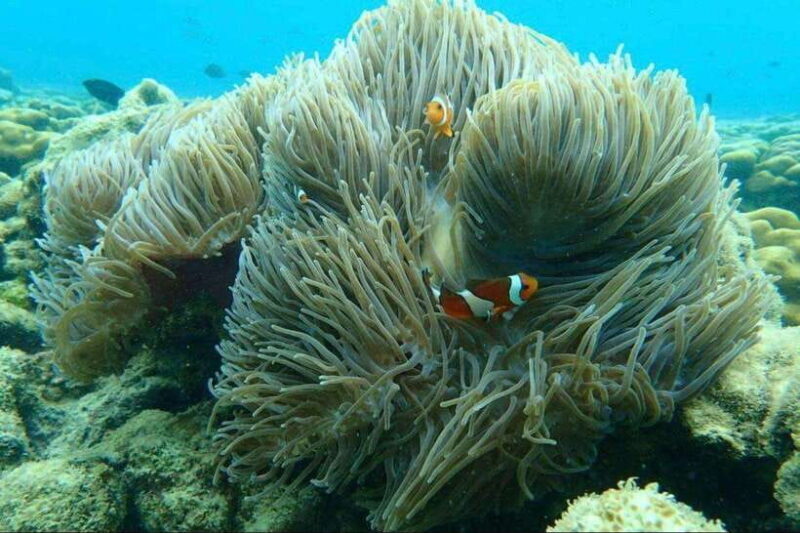 Langkawi: Dangli Island Snorkel and Swim Speedboat Tour - Key Points  