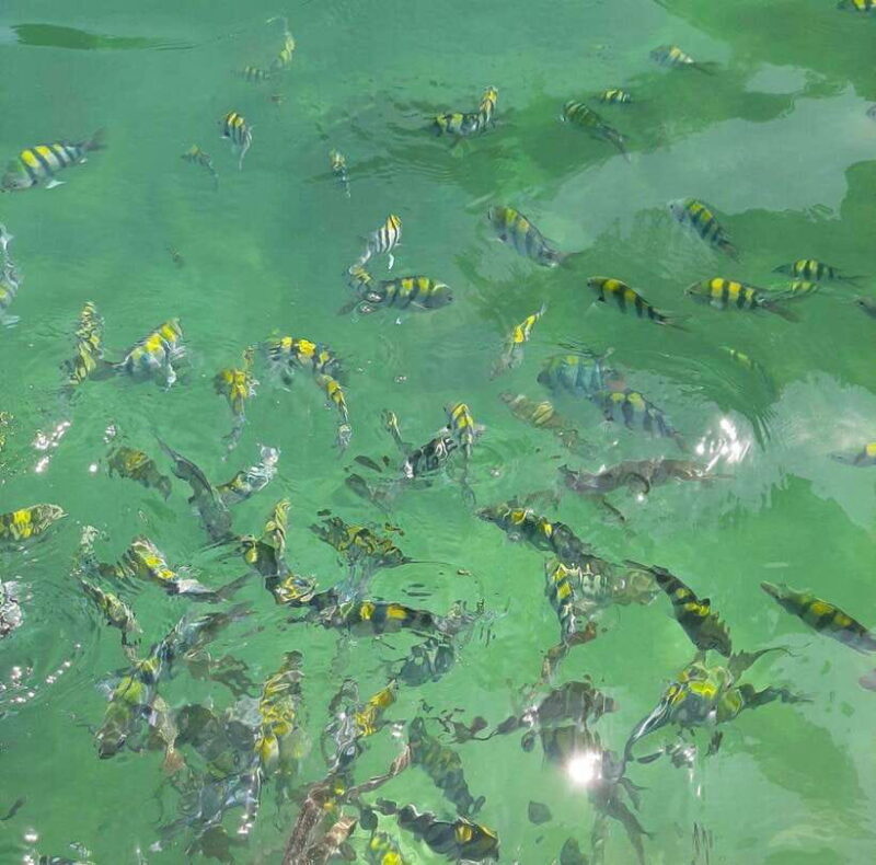 Langkawi: Dangli Island Snorkel and Swim Speedboat Tour - Frequently Asked Questions (FAQs)