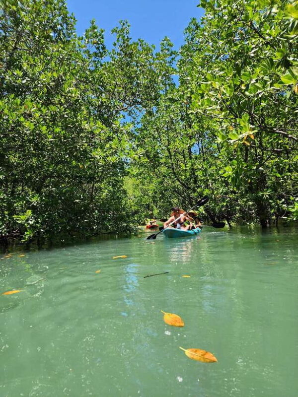 Langkawi : Kilim Geoforest Mangrove Kayak Tour with Lunch - Who Should Consider This Tour?