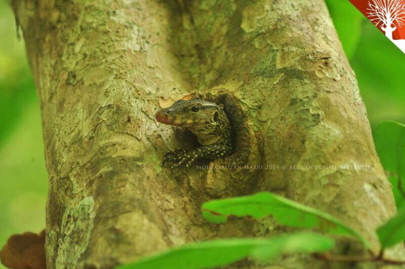 Langkawi: Kilim River Mangrove Safari Kayaking Tour - Discover the Magic of the Kilim River Mangrove Safari Kayaking Tour in Langkawi