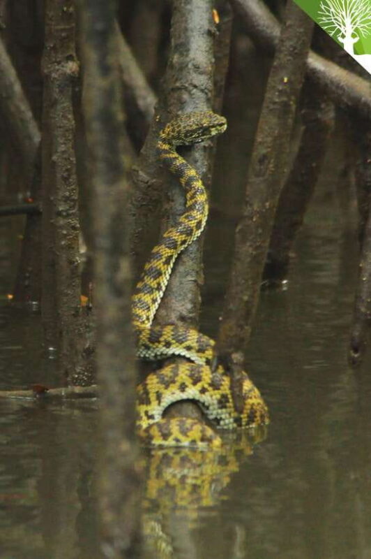 Langkawi: Kilim River Mangrove Safari Kayaking Tour - Who Will Love This Tour?
