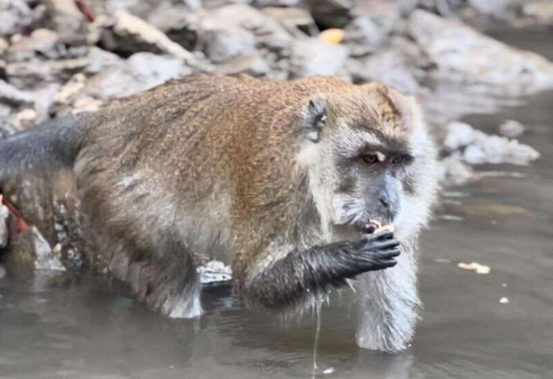 Langkawi Mangrove Monkey Package - Who Would Enjoy This Tour?