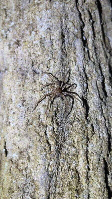 Langkawi: Nighttime Rainforest Tour with Nature Guide - Key Points
