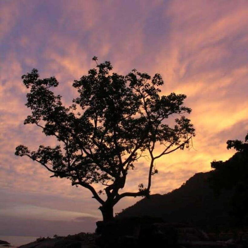 Langkawi: Nighttime Rainforest Tour with Nature Guide - An In-Depth Look at the Tour